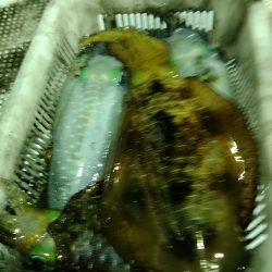 LUSTER『ラスター』 釣果