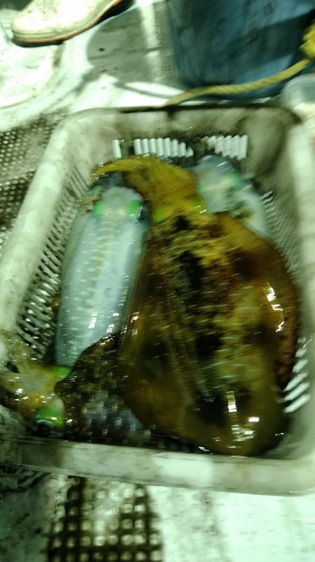 LUSTER『ラスター』 釣果