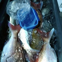 LUSTER『ラスター』 釣果