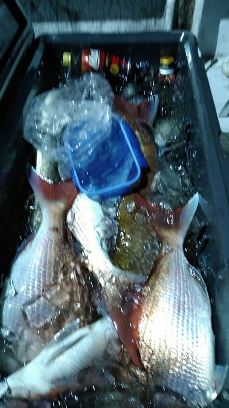 LUSTER『ラスター』 釣果