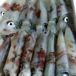 LUSTER『ラスター』 釣果