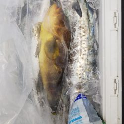 第二龍勢丸 釣果