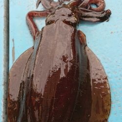 シースナイパー海龍 釣果