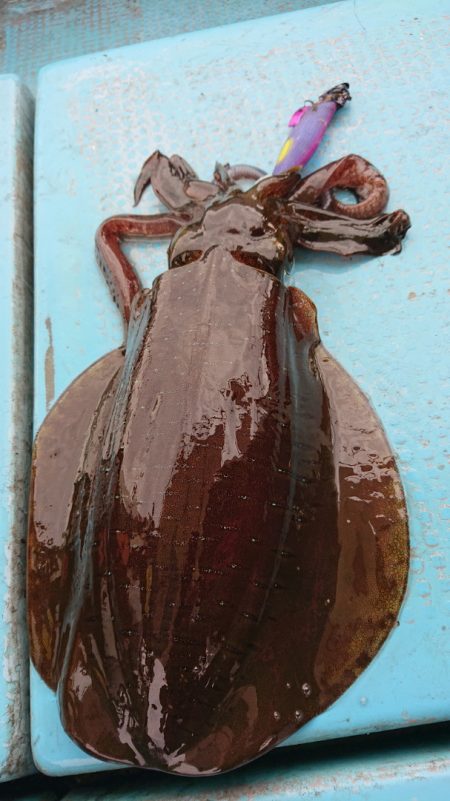 シースナイパー海龍 釣果
