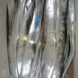 小島丸 釣果