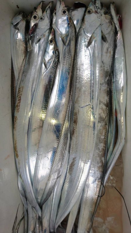 小島丸 釣果