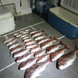 ARCADIAⅡ (アルカディアⅡ) 釣果