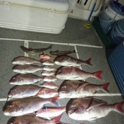 ARCADIAⅡ （アルカディアⅡ） 釣果