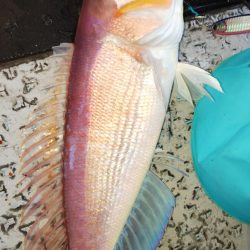 第二龍勢丸 釣果