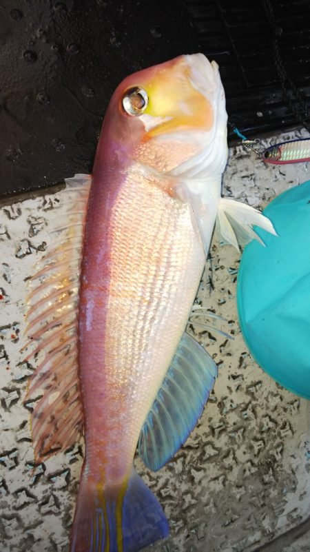 第二龍勢丸 釣果