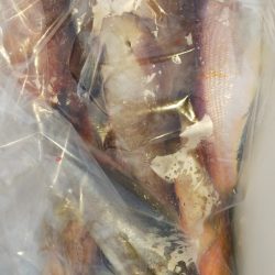 第二龍勢丸 釣果