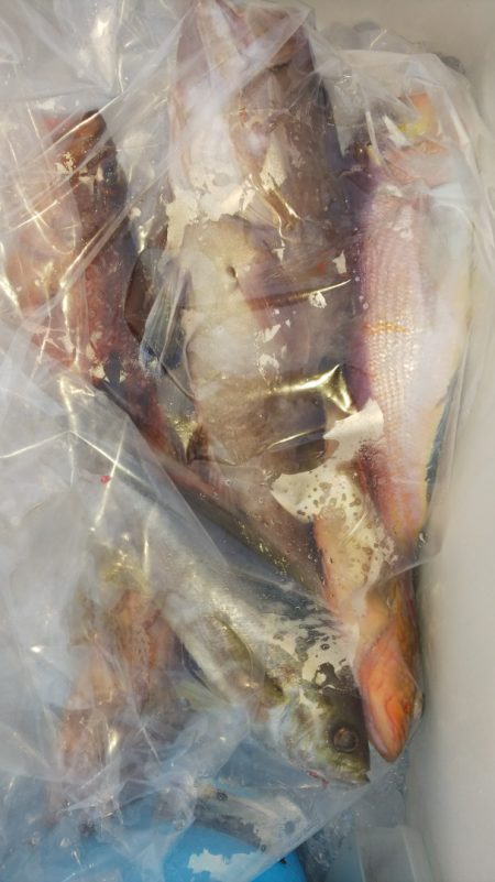 第二龍勢丸 釣果