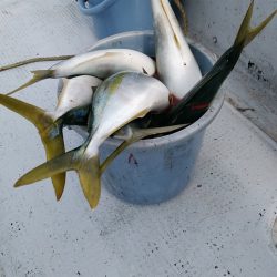 LUSTER『ラスター』 釣果