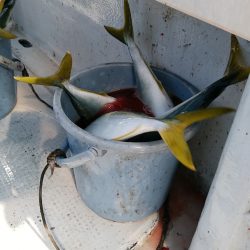 LUSTER『ラスター』 釣果