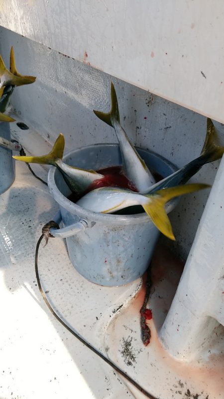 LUSTER『ラスター』 釣果