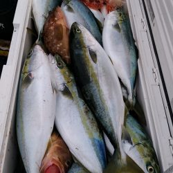 LUSTER『ラスター』 釣果