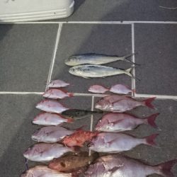 ARCADIAⅡ (アルカディアⅡ) 釣果