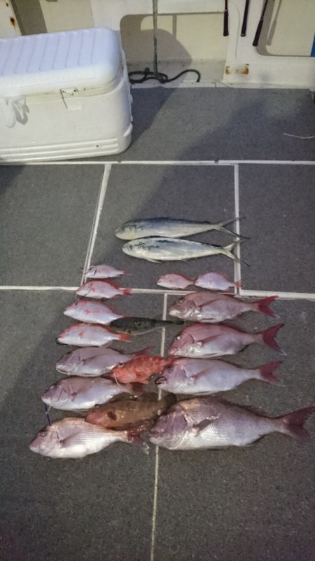 ARCADIAⅡ (アルカディアⅡ) 釣果