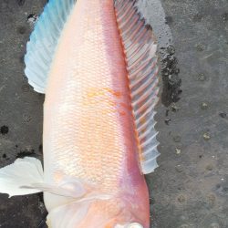 第二龍勢丸 釣果