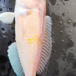 第二龍勢丸 釣果