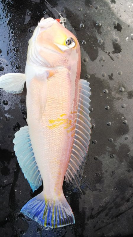 第二龍勢丸 釣果