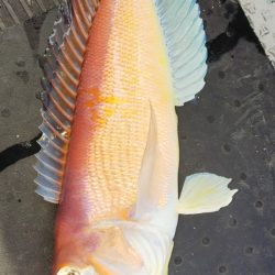 第二龍勢丸 釣果