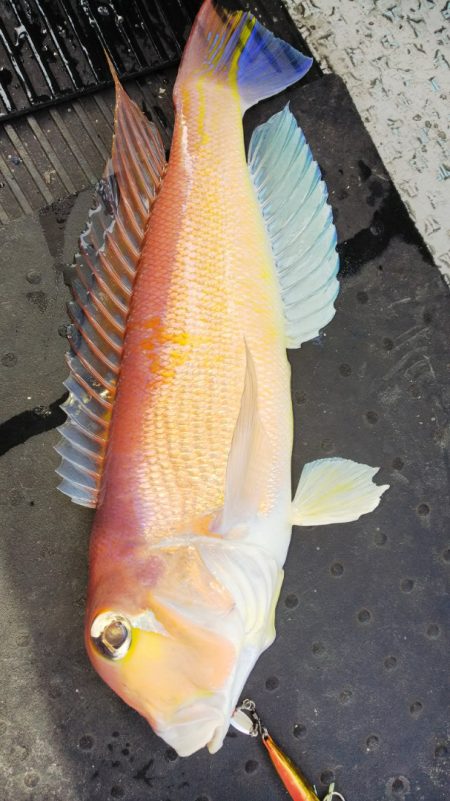 第二龍勢丸 釣果