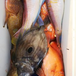 第二龍勢丸 釣果