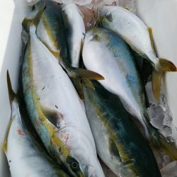 LUSTER『ラスター』 釣果