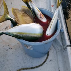 LUSTER『ラスター』 釣果