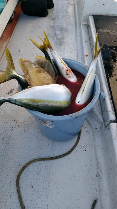 LUSTER『ラスター』 釣果