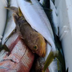 LUSTER『ラスター』 釣果