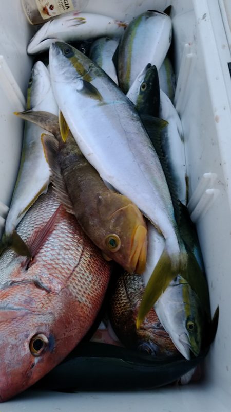 LUSTER『ラスター』 釣果