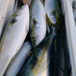 LUSTER『ラスター』 釣果