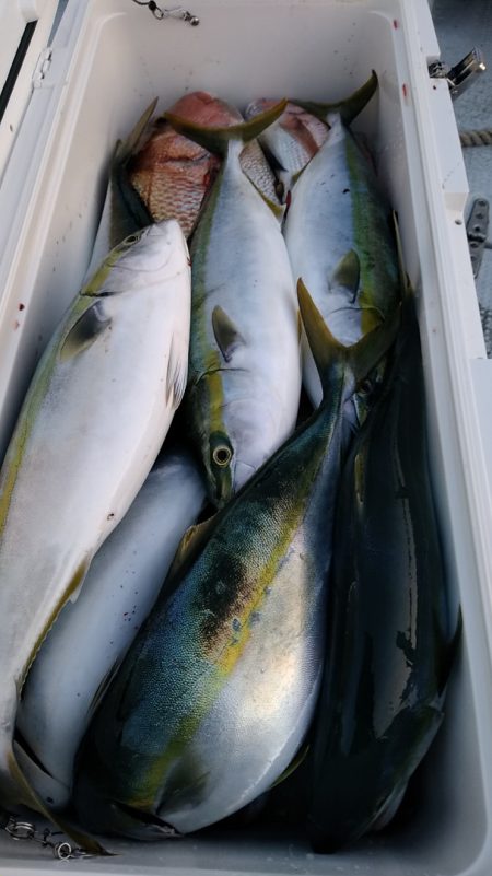 LUSTER『ラスター』 釣果