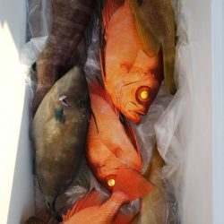 第二龍勢丸 釣果