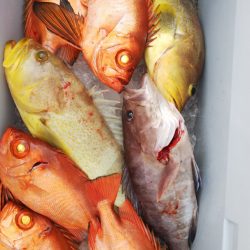 第二龍勢丸 釣果