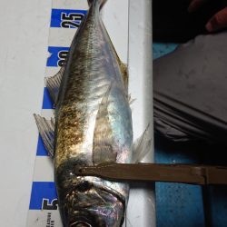 シースナイパー海龍 釣果