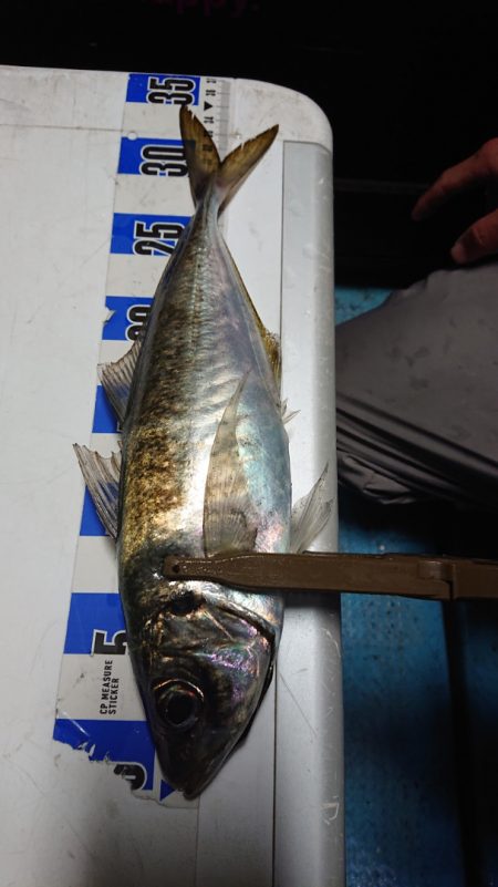 シースナイパー海龍 釣果