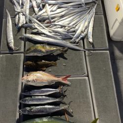 SeaRide(シーライド) 釣果