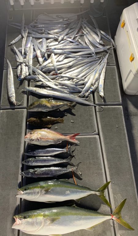 SeaRide(シーライド) 釣果