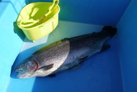 としまえんフィッシングエリア 釣果