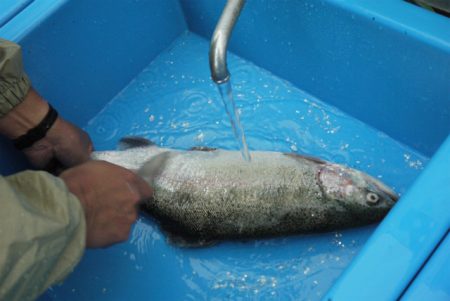 としまえんフィッシングエリア 釣果