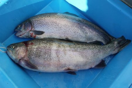 としまえんフィッシングエリア 釣果