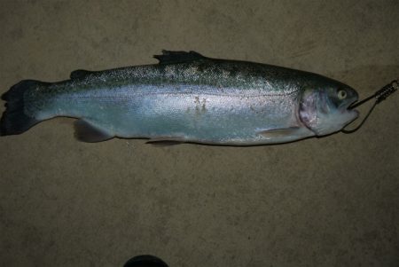 としまえんフィッシングエリア 釣果