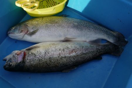 としまえんフィッシングエリア 釣果