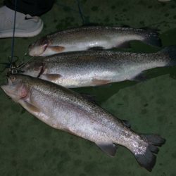 としまえんフィッシングエリア 釣果