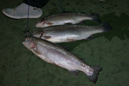 としまえんフィッシングエリア 釣果