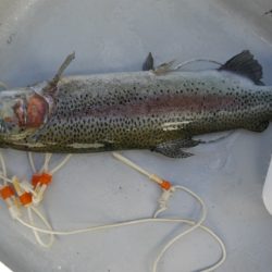 としまえんフィッシングエリア 釣果