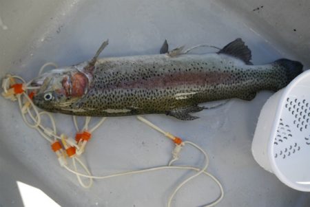 としまえんフィッシングエリア 釣果